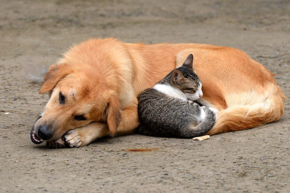 Hund mit Katze