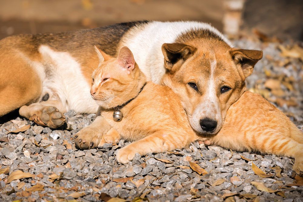 Hund und Katze