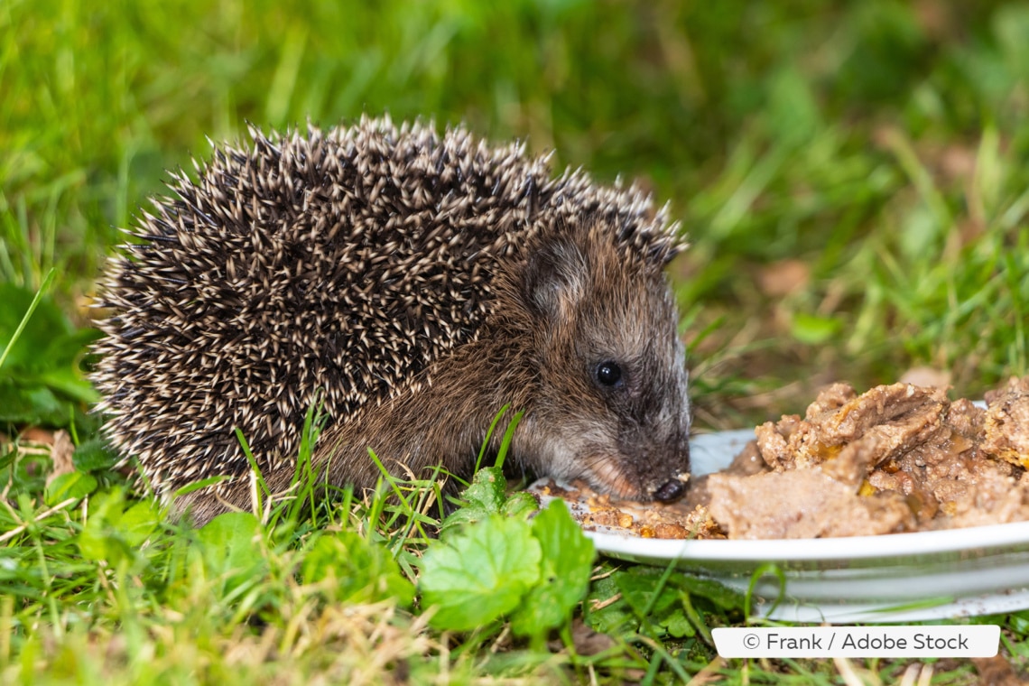 Igel im Garten füttern