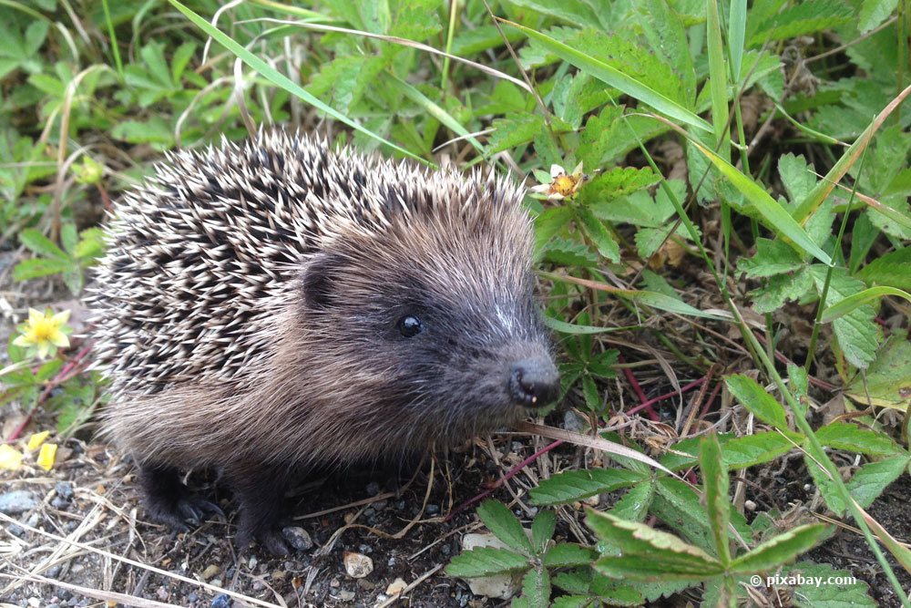 Igel im heimischen Garten