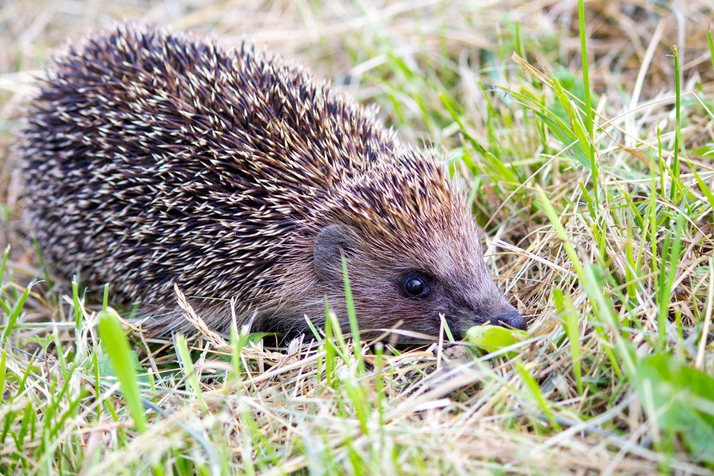 Igel im Garten