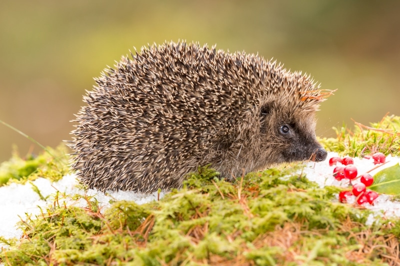 Igel im Winter