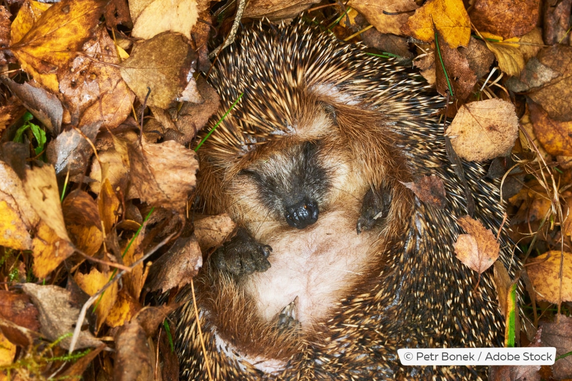 Igel im Winterschlaf