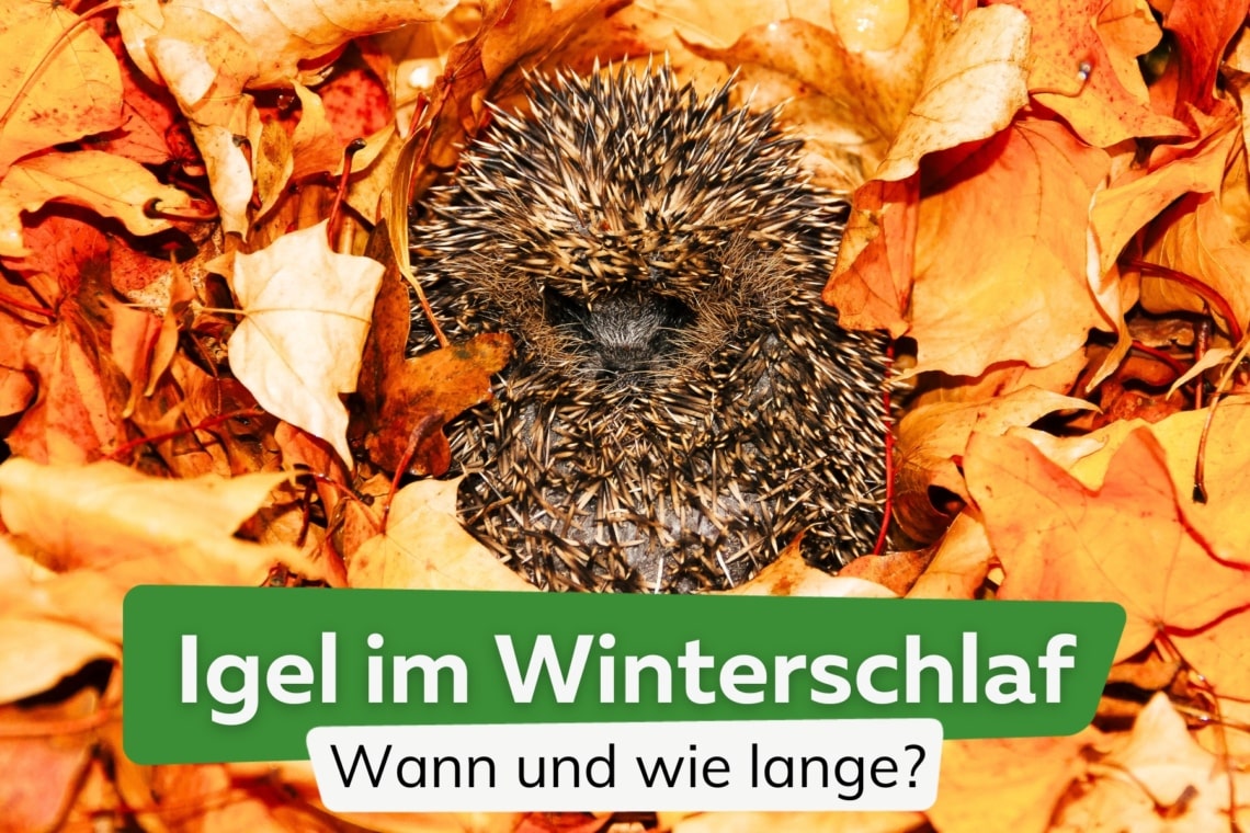 Igel im Herbstlaub im Winterschlaf