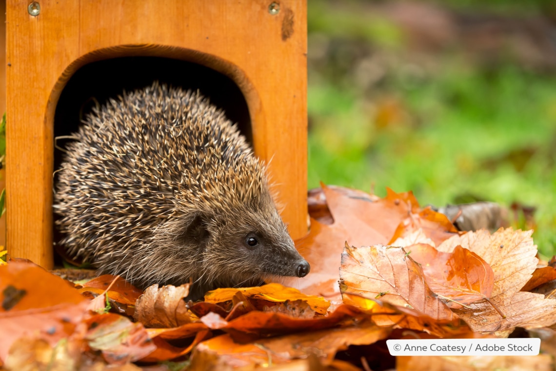 Igel vor Igelhaus im Herbst