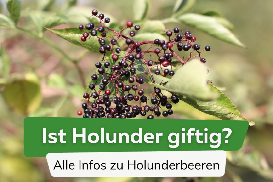 Ist Holunder giftig