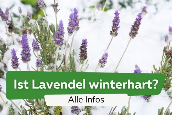 Ist Lavendel winterhart?