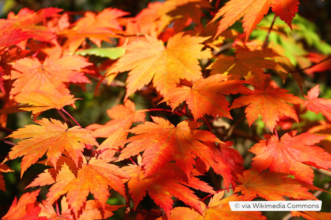 Japanischer Ahorn (Acer japonicum 'Vitifolium')