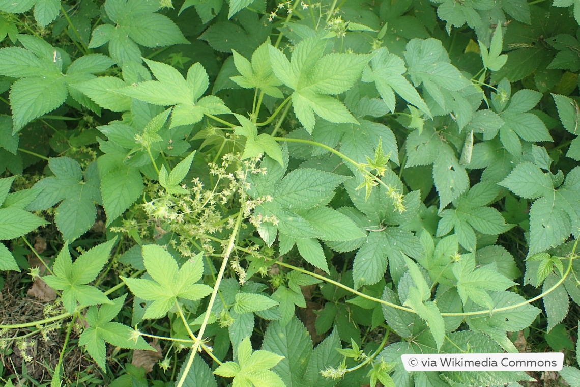 Japanischer Hopfen (Humulus japonicus)