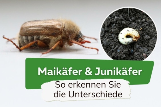 Junikäfer und Engerling