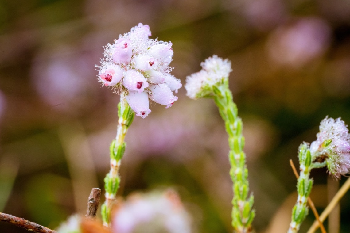 Katzenpfötchen (Antennaria dioica)