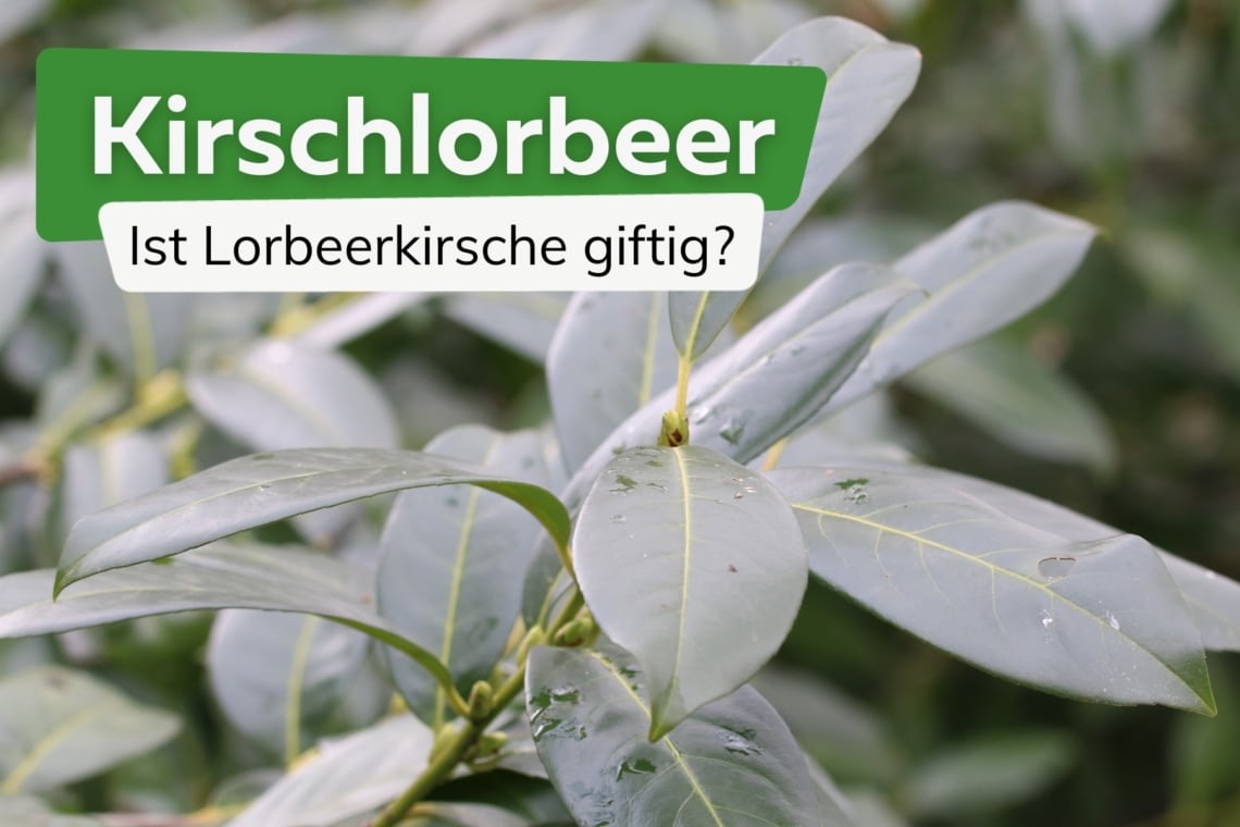 Kirschlorbeer giftig