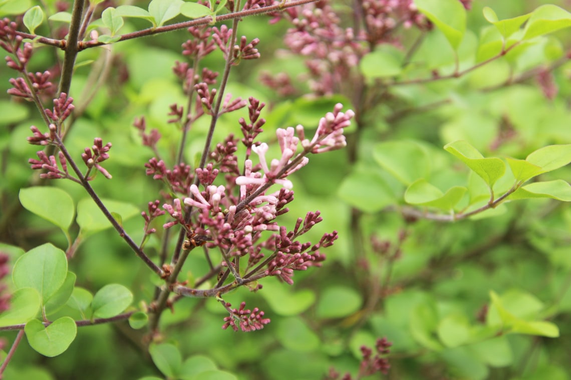 Kleinblättriger Herbstflieder (Syringa microphylla 'Superba')