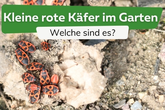 Kleine rote Käfer im Garten