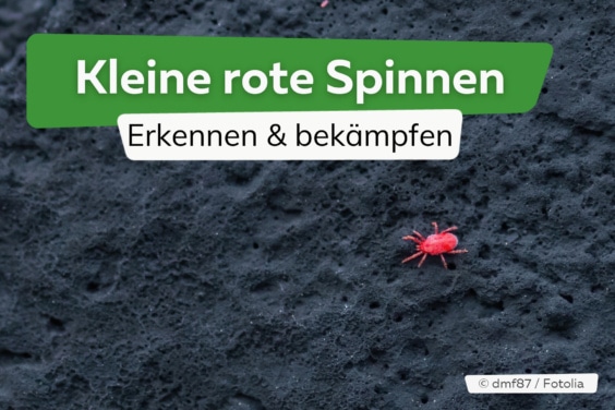 Kleine rote Spinnen