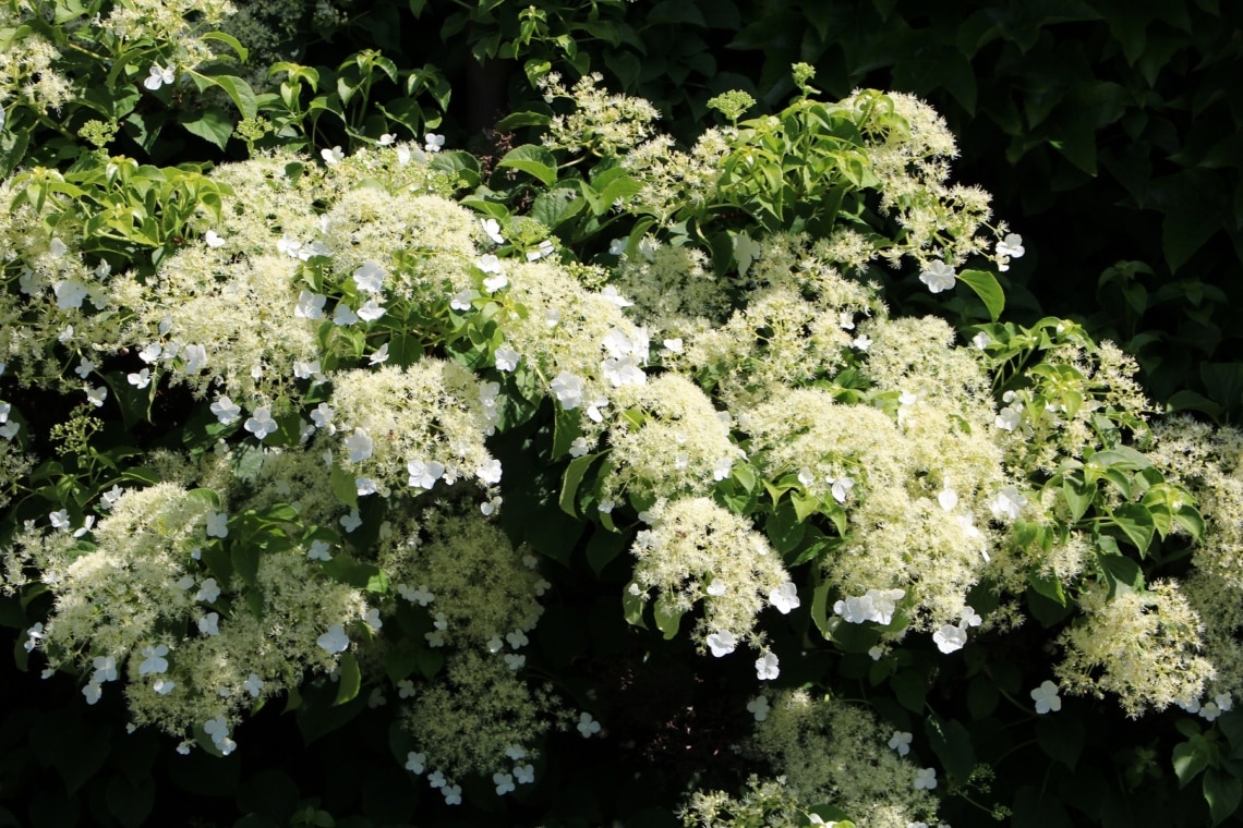 Kletterhortensie (Hydrangea petiolaris)