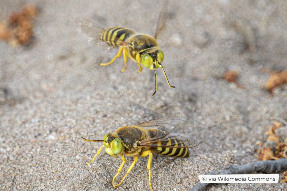 Kreiselwespe (Bembix rostrata)