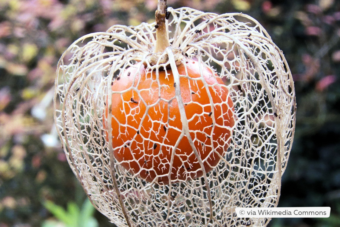 Frucht der Lampionblume (Physalis alkekengi)