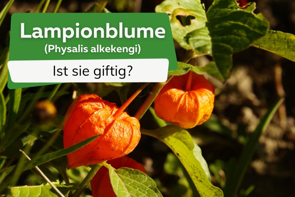 Ist die Lampionblume (Physalis alkekengi) giftig?