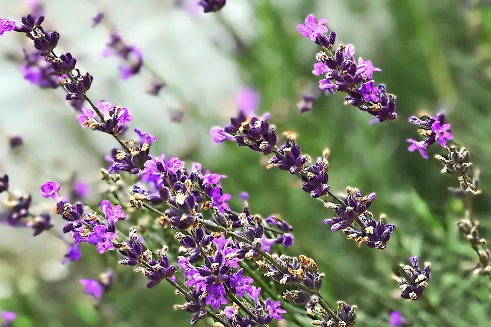 Lavendel mit seinen lila Blüten