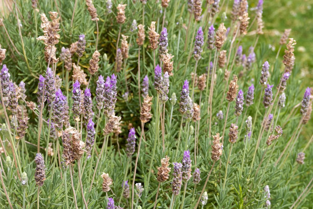 Blühender Lavendel im Gartenbeet