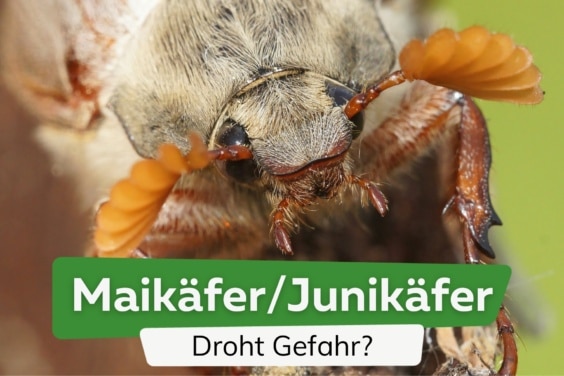 Sind Maikäfer/Junikäfer gefährlich? Was tun gegen Larven?