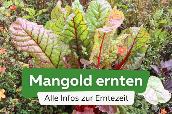 Mangold ernten