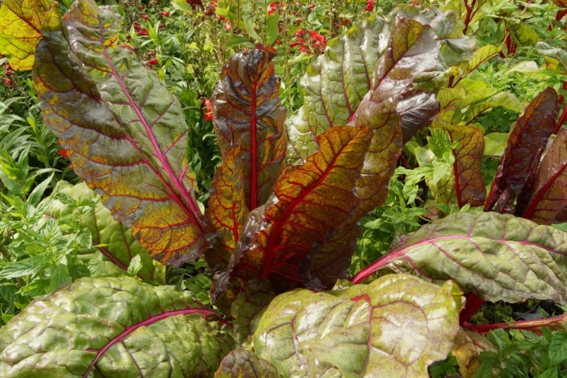 Mangold 'Rhubarb Chard'