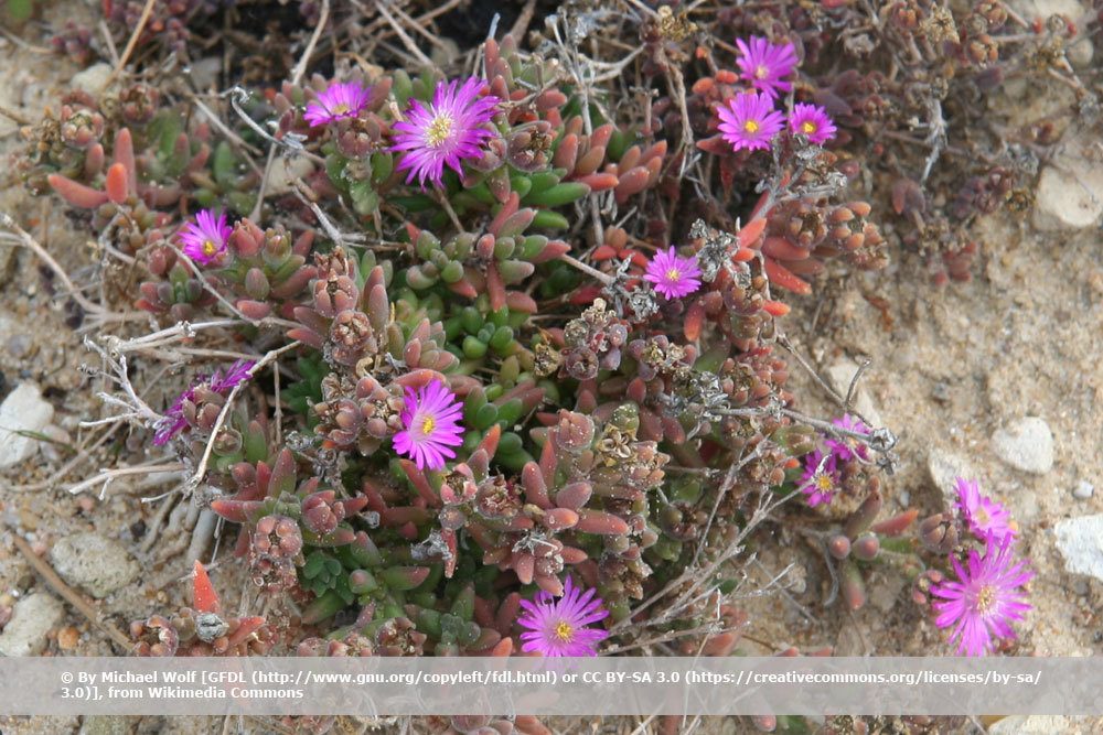 Mittagsblume, Delosperma