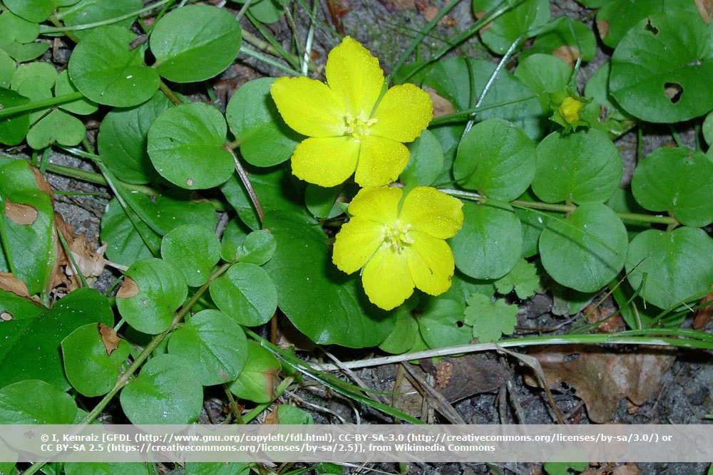 Pfennigkraut, Lysimachia nummularia