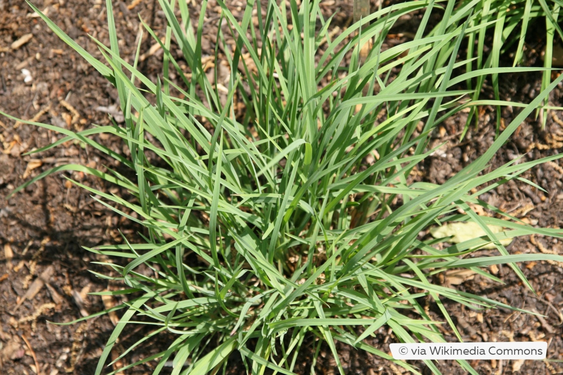 Prärie-Bartgras (Schizachyrium scoparium)