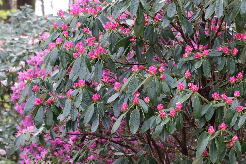 Rhododendron argyrophyllum