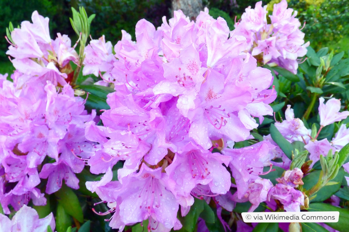 Rhododendron 'Azurro'