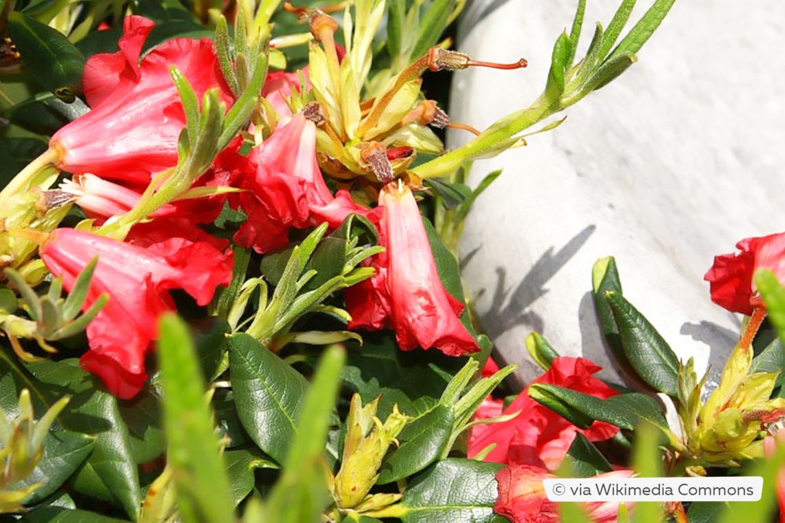 Rhododendron 'Baden-Baden'