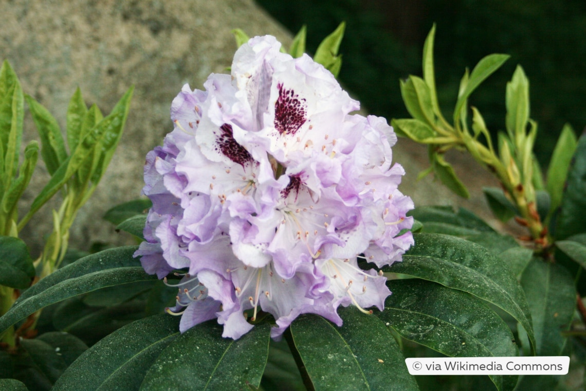 Rhododendron 'Blue Peter'