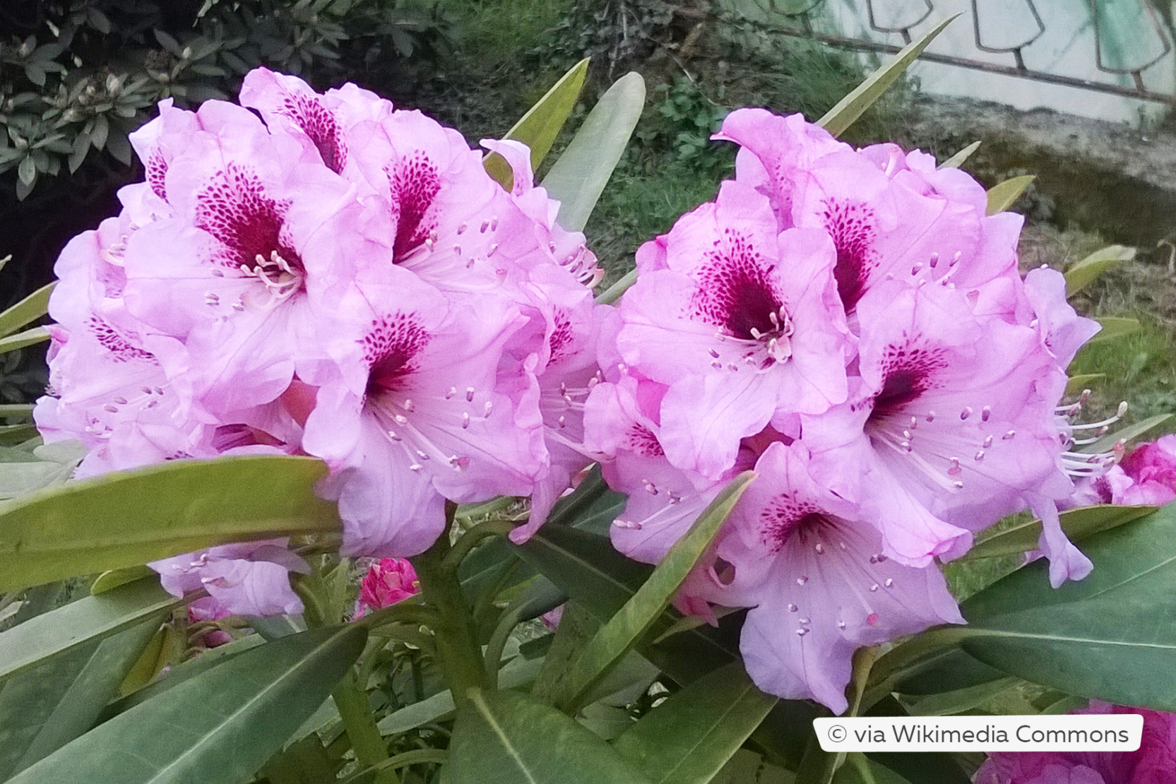 Rhododendron Blüht Zweimal