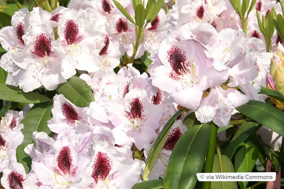 Rhododendron 'Calsap'