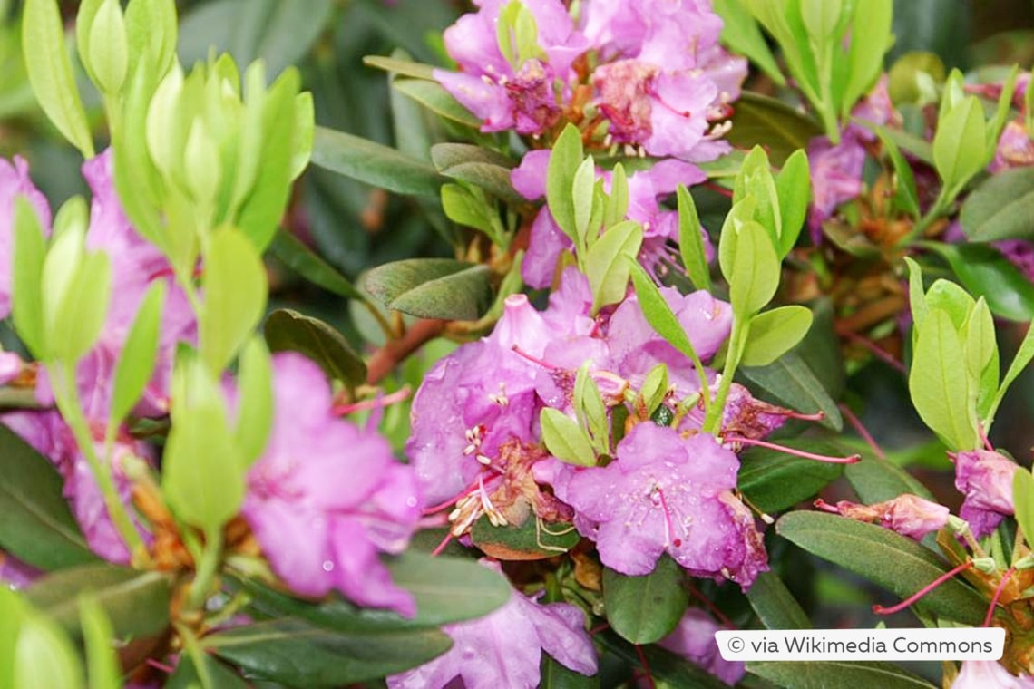 Rhododendron carolinianum 'P.J.M. Elite'