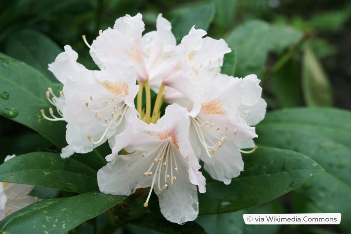 Rhododendron 'Cunningham's White'