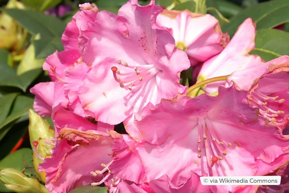 Rhododendron 'Germania'