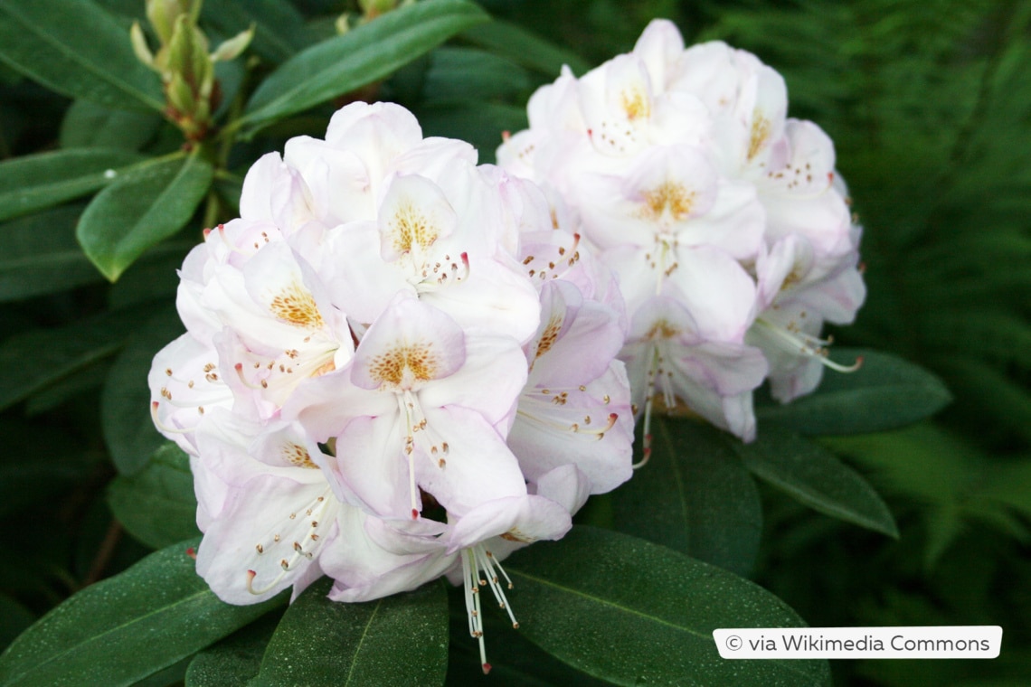 Rhododendron 'Gomer Waterer'