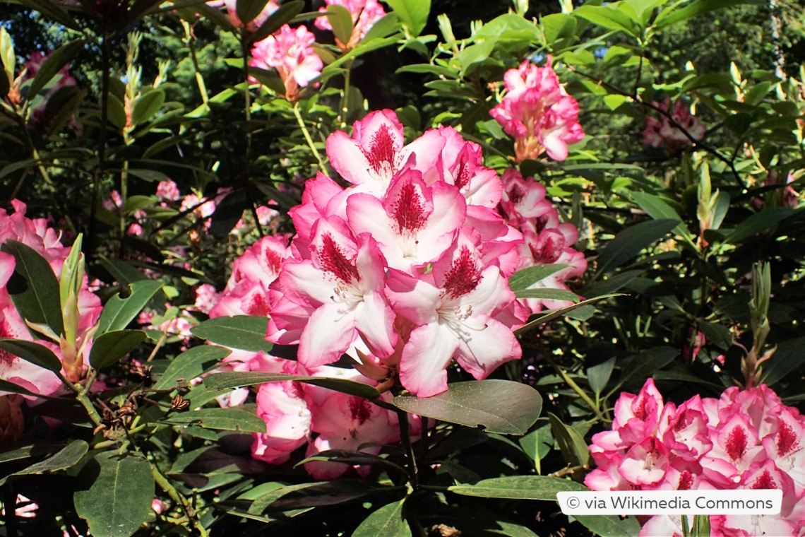 Rhododendron 'Hachmann's Charmant'