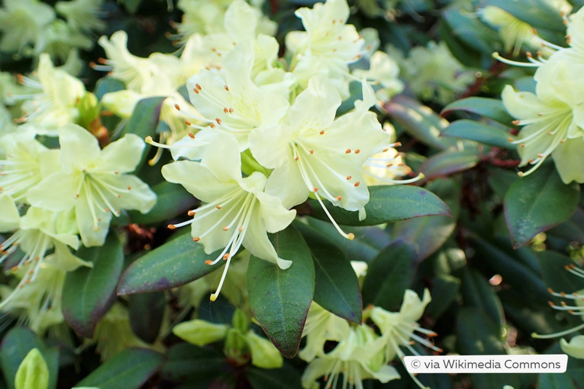 Rhododendron 'Princess Anne'