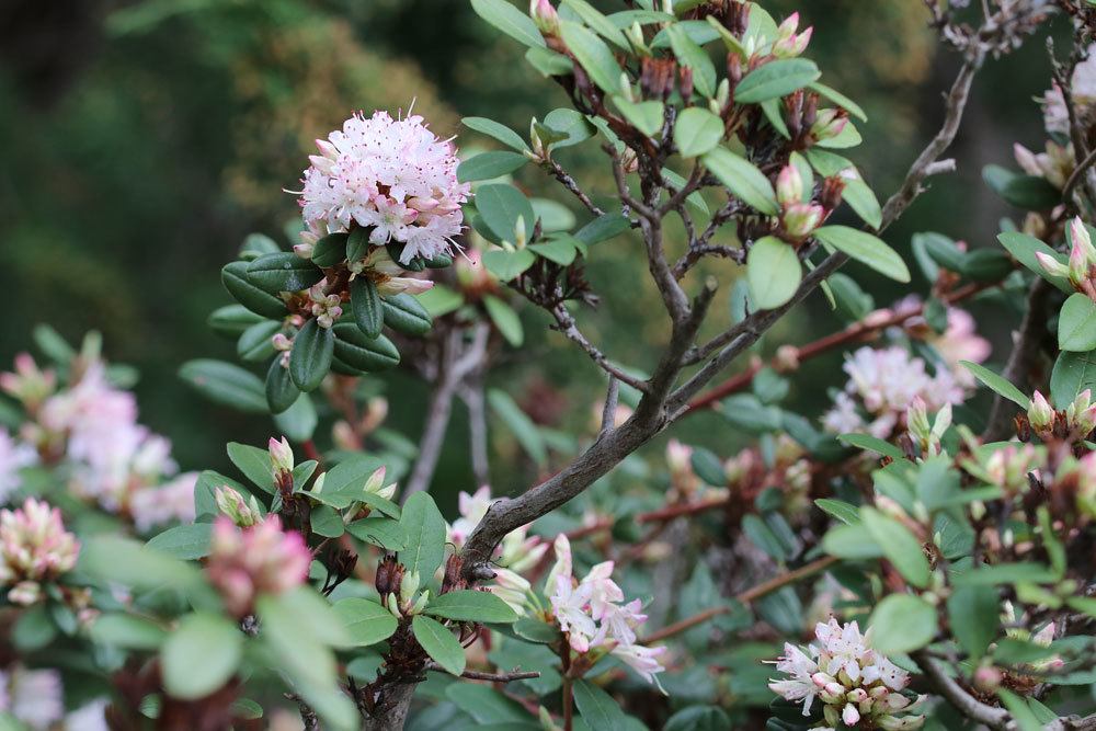 Rhododendron racemosum