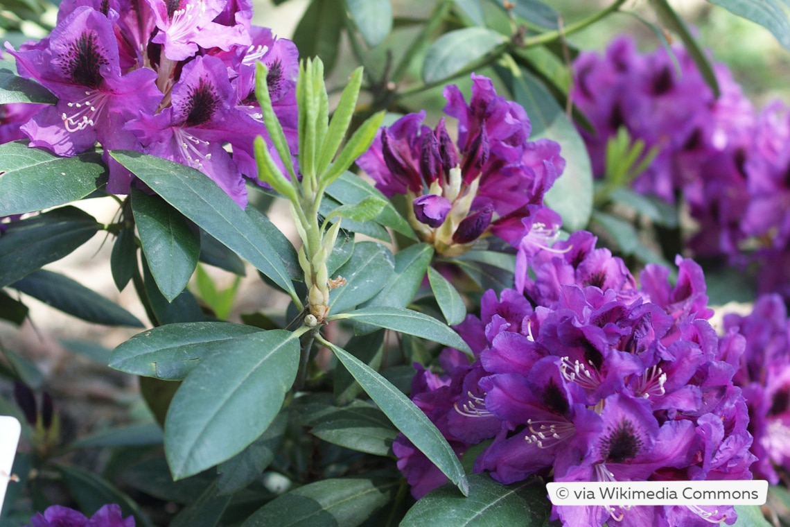 Rhododendron 'Rasputin'