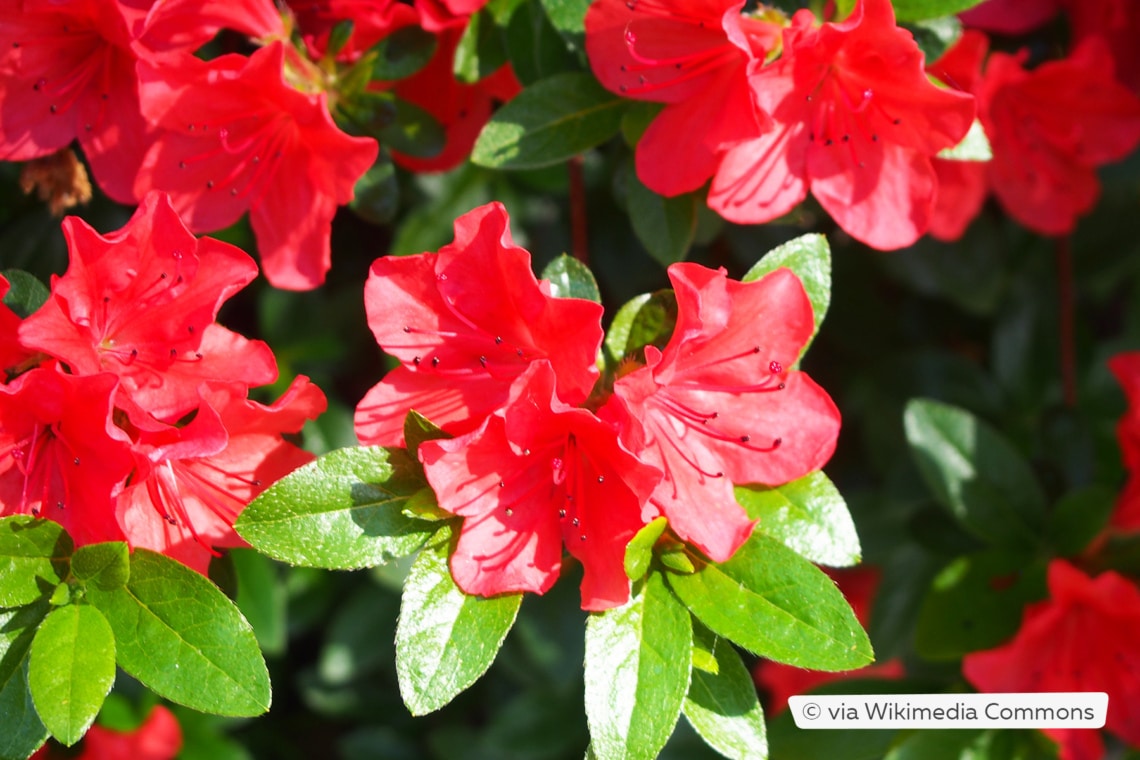 Rhododendron 'Satschiko'