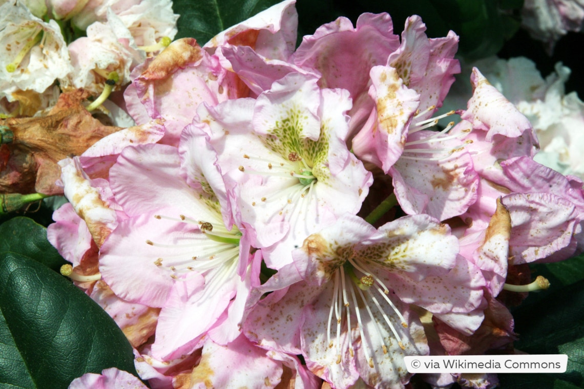 Rhododendron 'Scintillation'