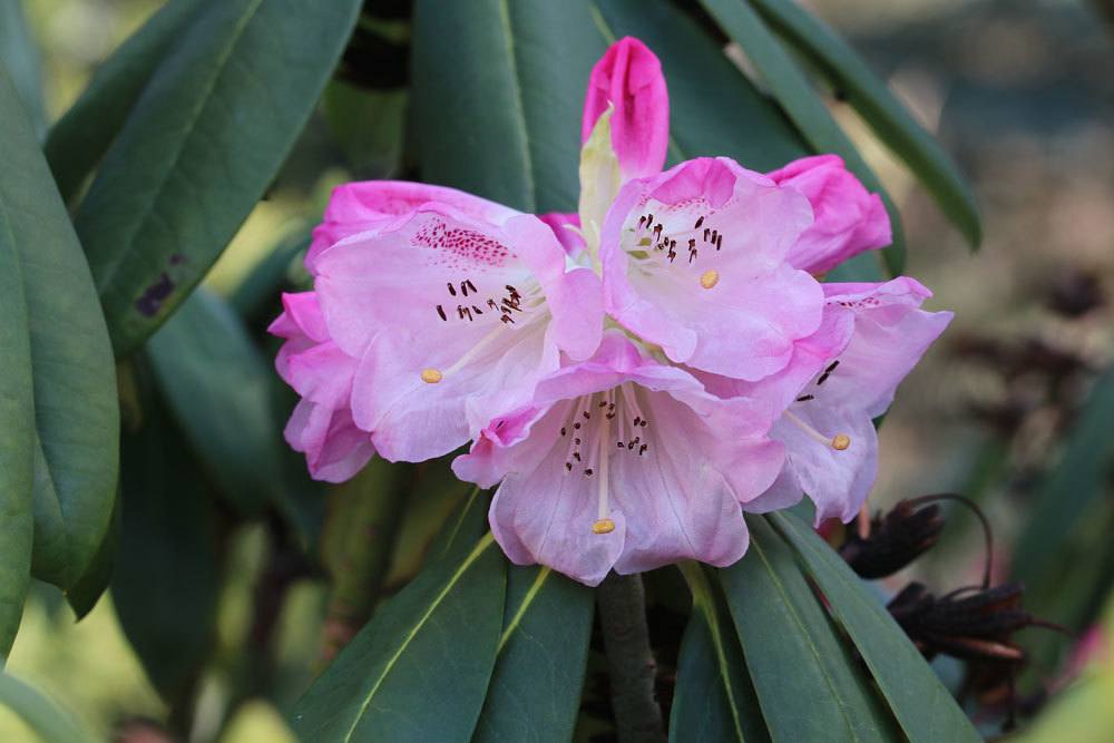 Rhododendron mit rosa Blütenfarbe