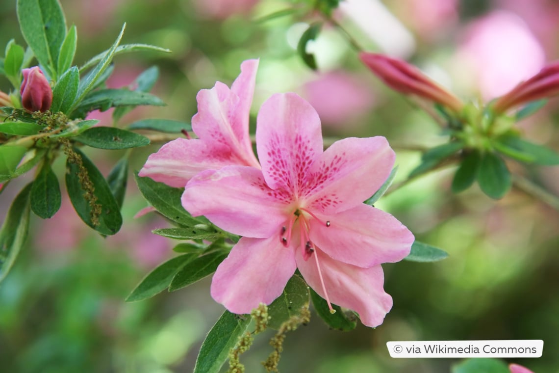 Rhododendron viscosum