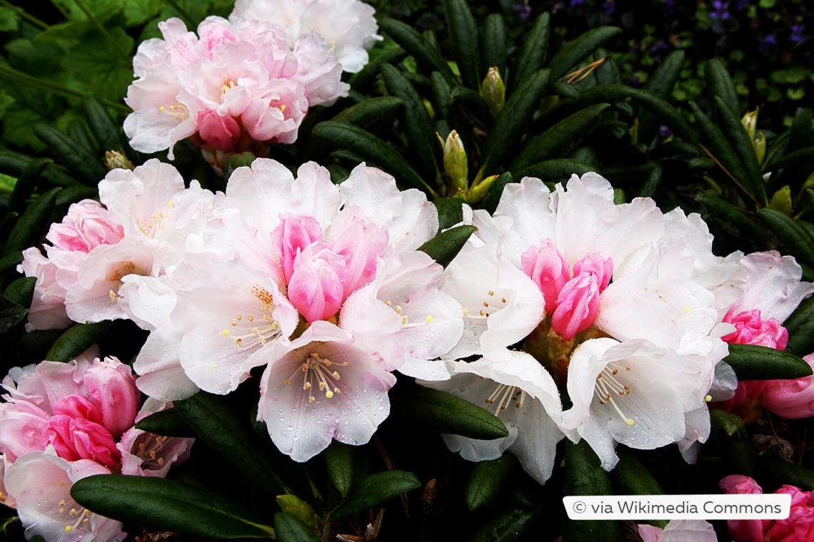 Rhododendron yakushimanum 'Koichiro wada'